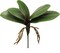 10.5&#x22; Green Phalaenopsis Leaf Cluster - Lifelike Artificial Foliage for Home Decor, Floral Arrangements, and Crafting